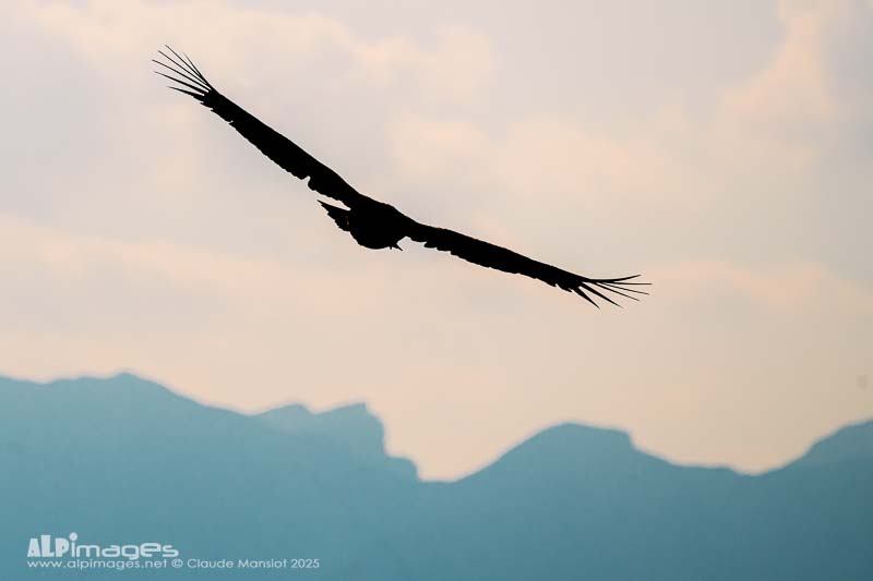 L'oiseau planeur