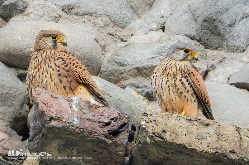 Couple de Faucon crécerelle