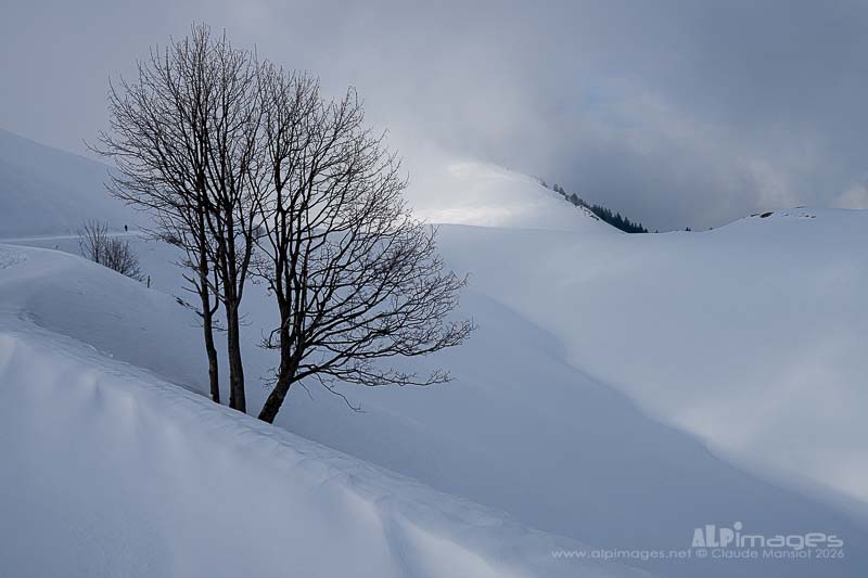 Neige et brouillard