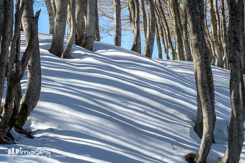 La neige zébrée