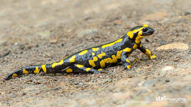 La Salamandre tachetée