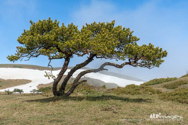 Les arbres du vent