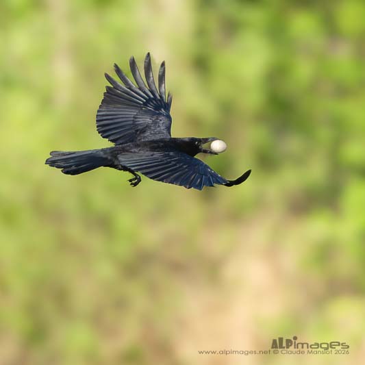 L’œuf et le corbeau