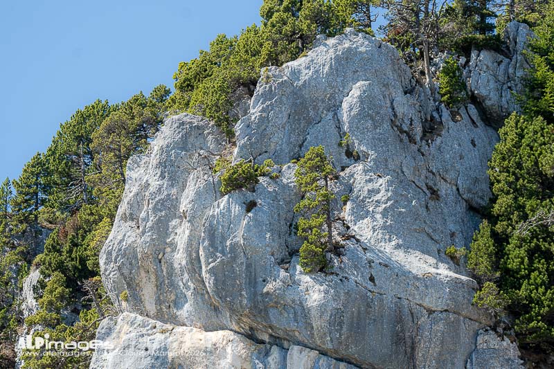 L'arbre et la roche