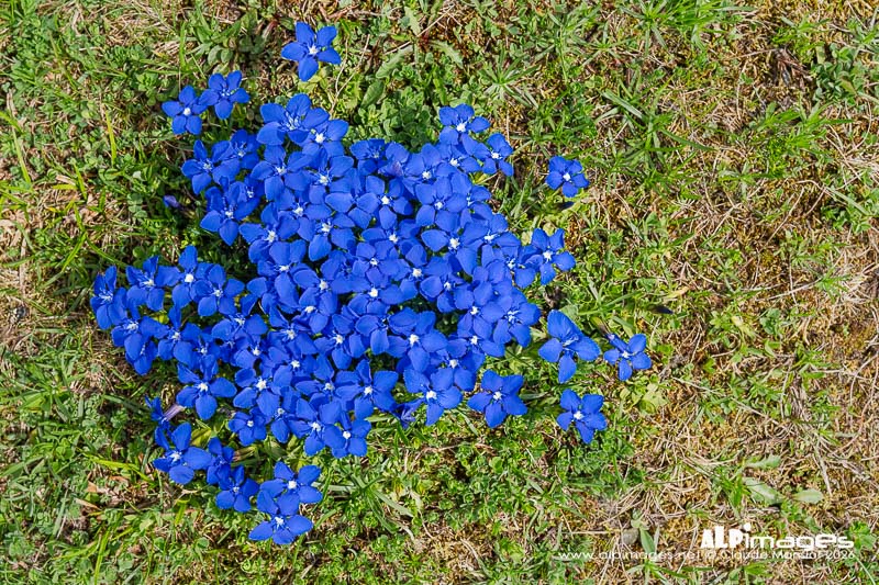 Les gentianes du printemps