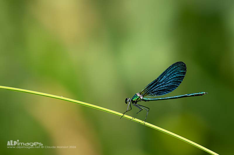 Calopteryx