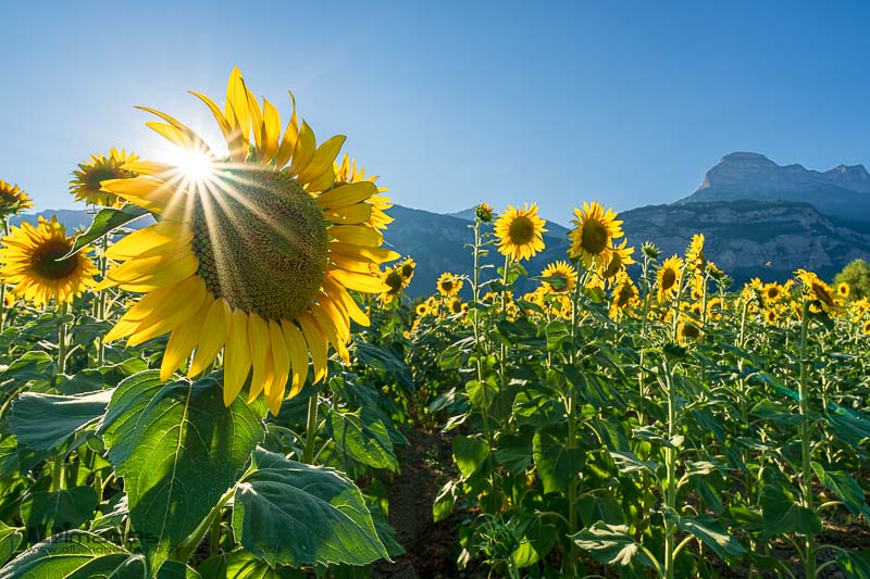Soleil du soir