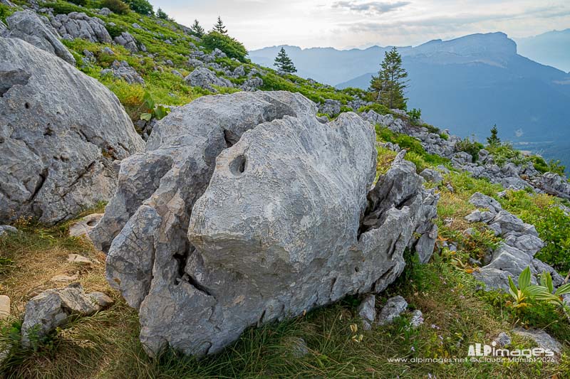 Le poisson de Chartreuse