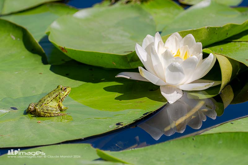 La grenouille et le nénuphar