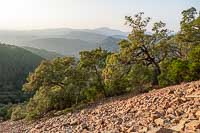 La forêt de l'Esterel