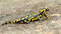 La Salamandre tachetée