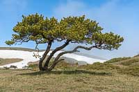 Les arbres du vent