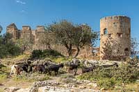 La forteresse de Lou..