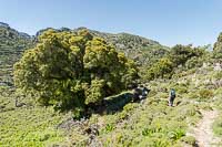 Le chêne des garrigues