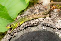 Lézard vert occidental